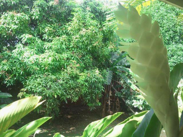 Guest house Golden Thistle 2*