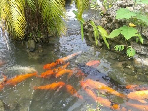 Enchanted Waters Tobago 3* Buccoo