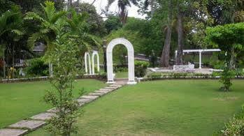 Hibiscus 3*