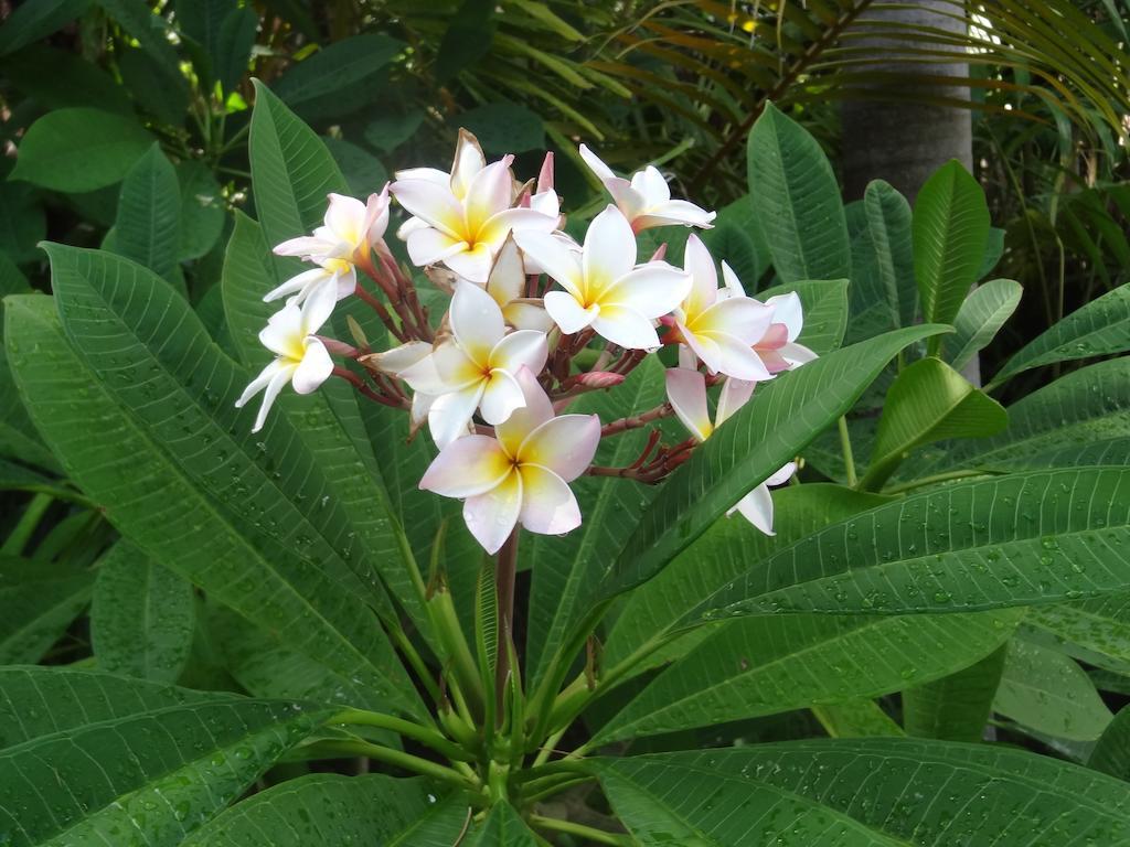 Inn Le Jardin Creole