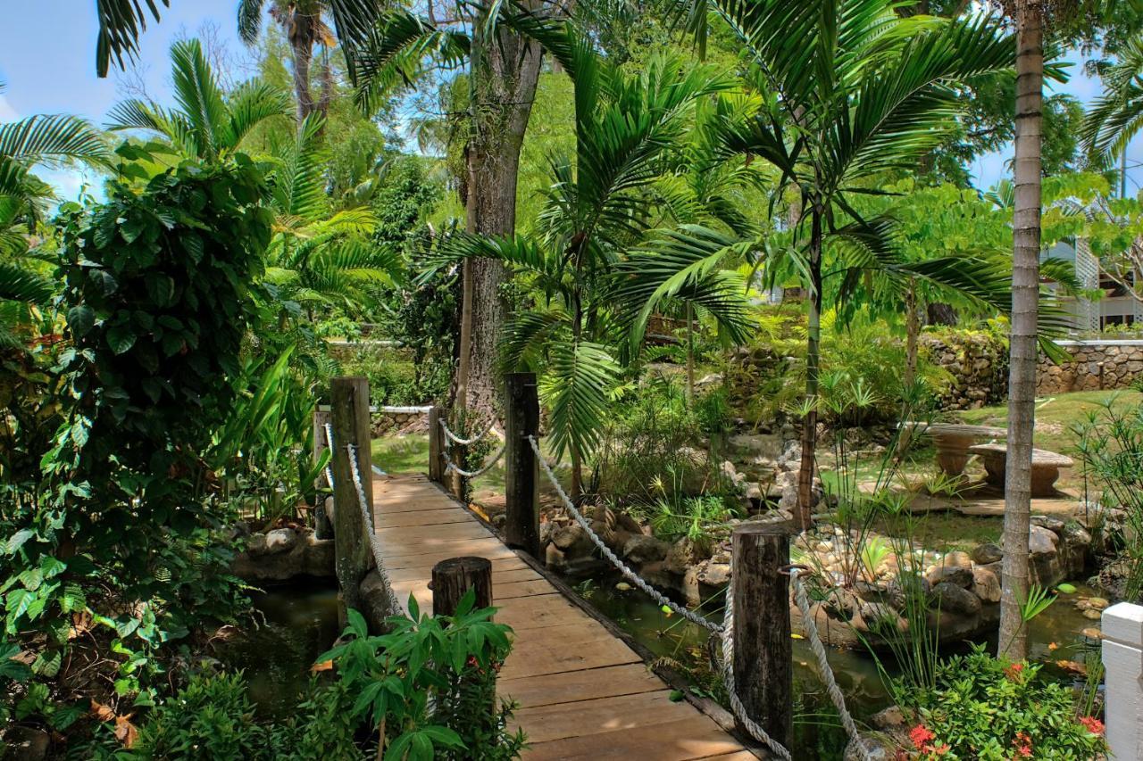 Hibiscus Ocho Rios