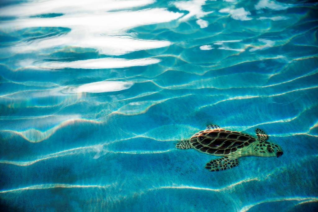 Warwick Paradise Island Bahamas (adults Only)