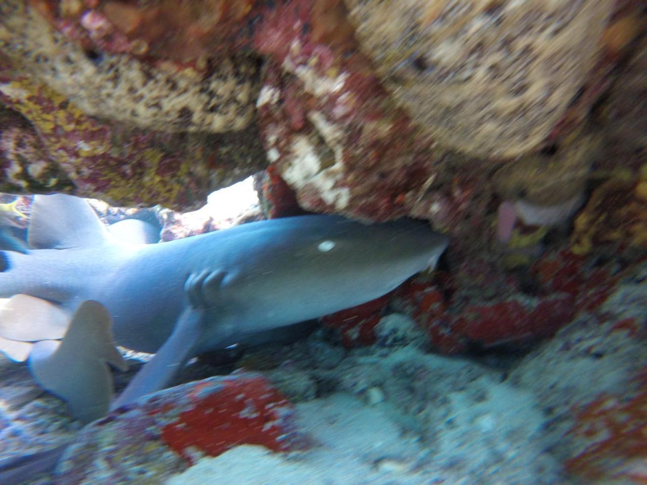 Fish Tobago Hostel Buccoo