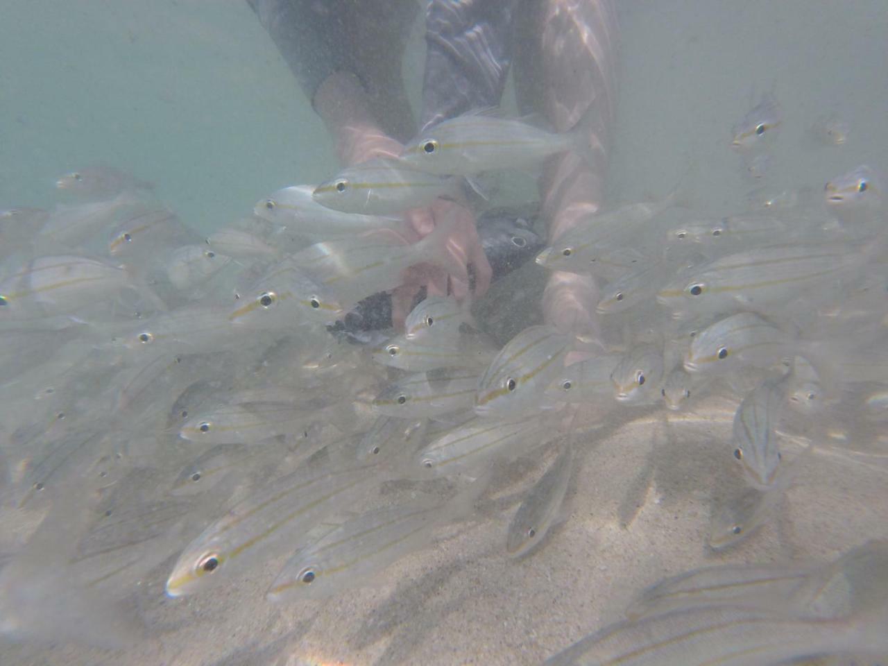 Hostel Fish Tobago Buccoo