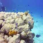 Green Turtle Club Resort & Marina