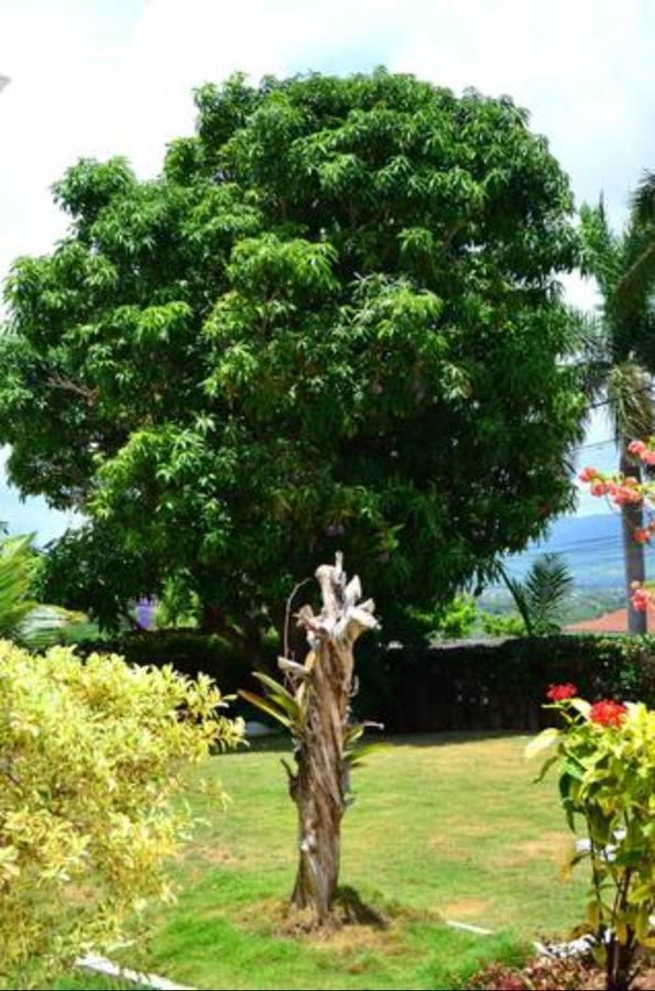 Castlevue Bed & Breakfast Montego Bay