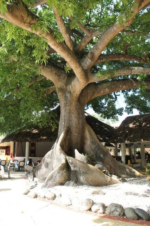 Garden Boca Chica