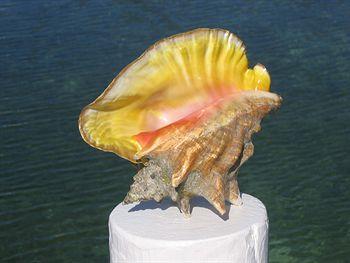 Green Turtle Club & Marina 3* Green Turtle Cay