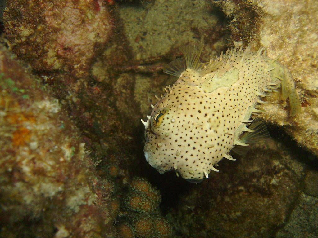 Couleur Caraibes Bouillante