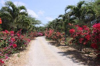 Daniel - Plantation House 3*
