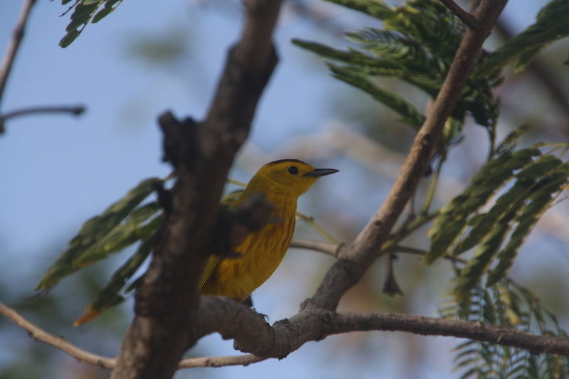 Rancho El Sobrino Westpunt