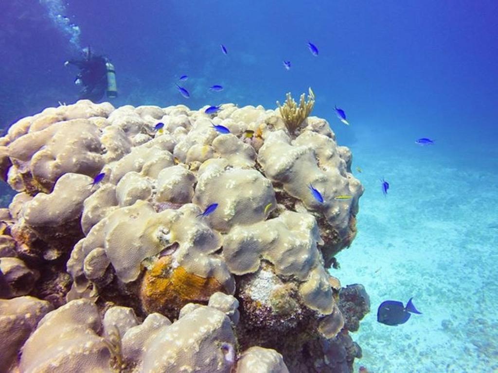 Green Turtle Club & Marina Green Turtle Cay