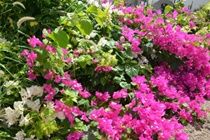 Apartamento Lilu Curacao Willemstad