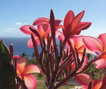 Tet Rouge Hotel Soufrière