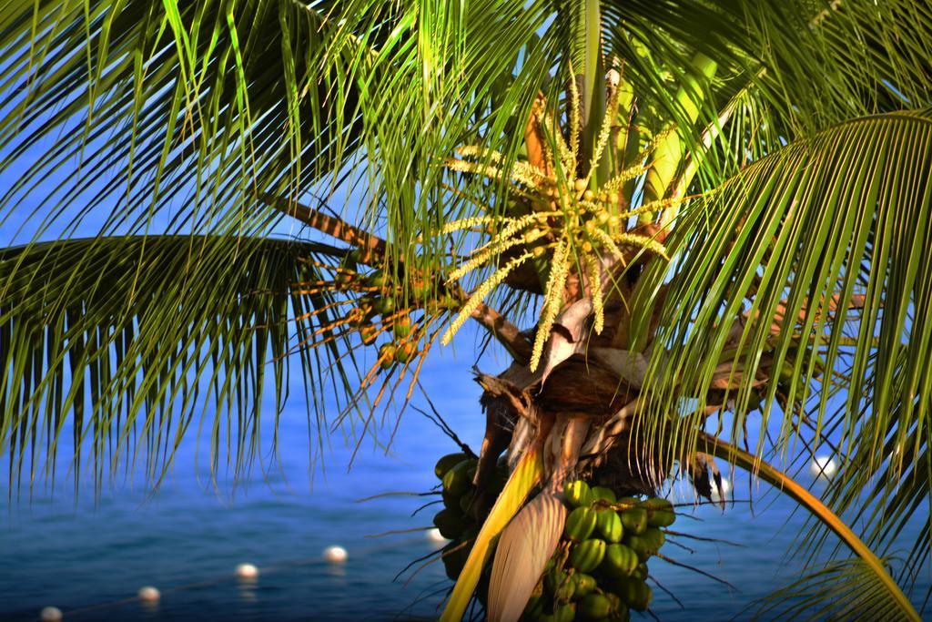 Instyle Residences At Infiniti Blu 4* Sosúa