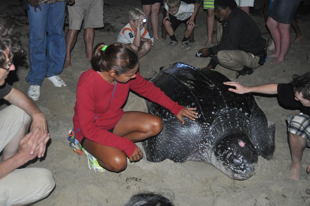 Leatherback Eco * Salybia