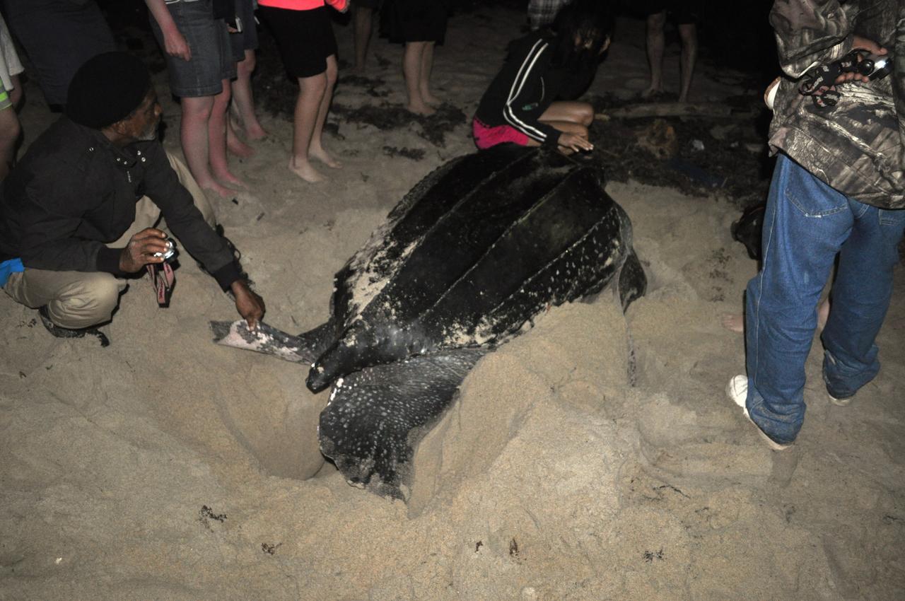 Leatherback Eco Lodge *