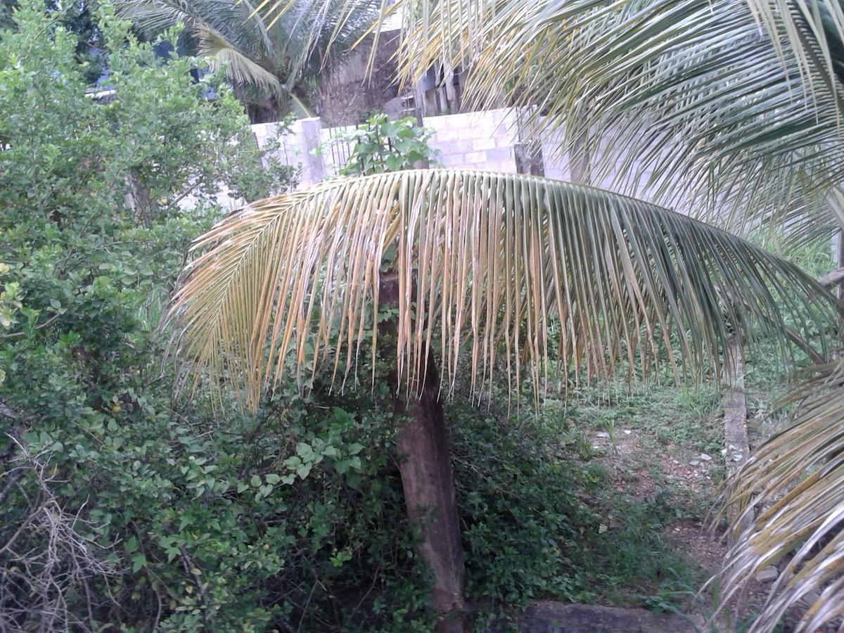 Bed & Breakfast Caribbean Villas