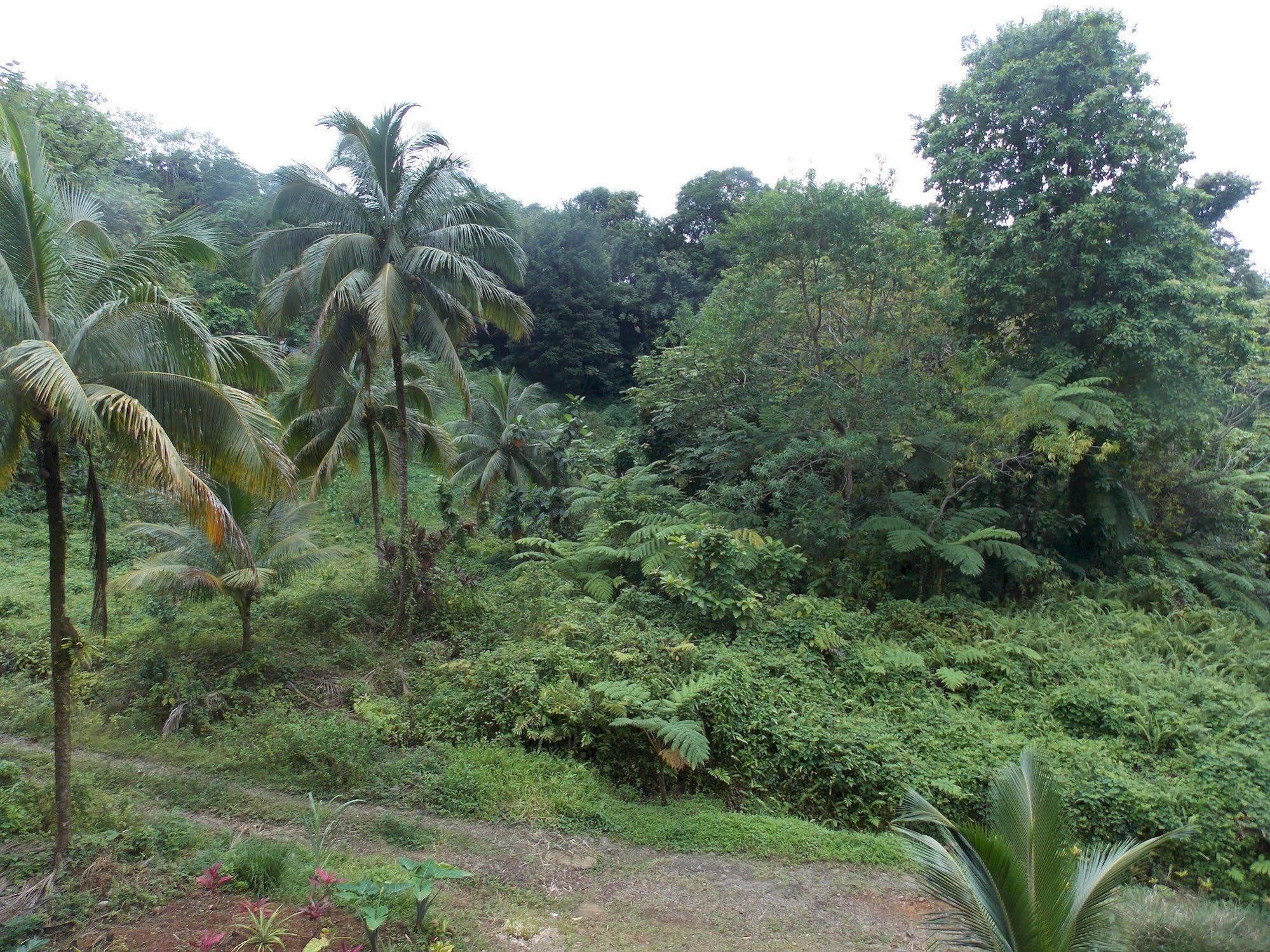 Lodge Roots Jungle Retreat *