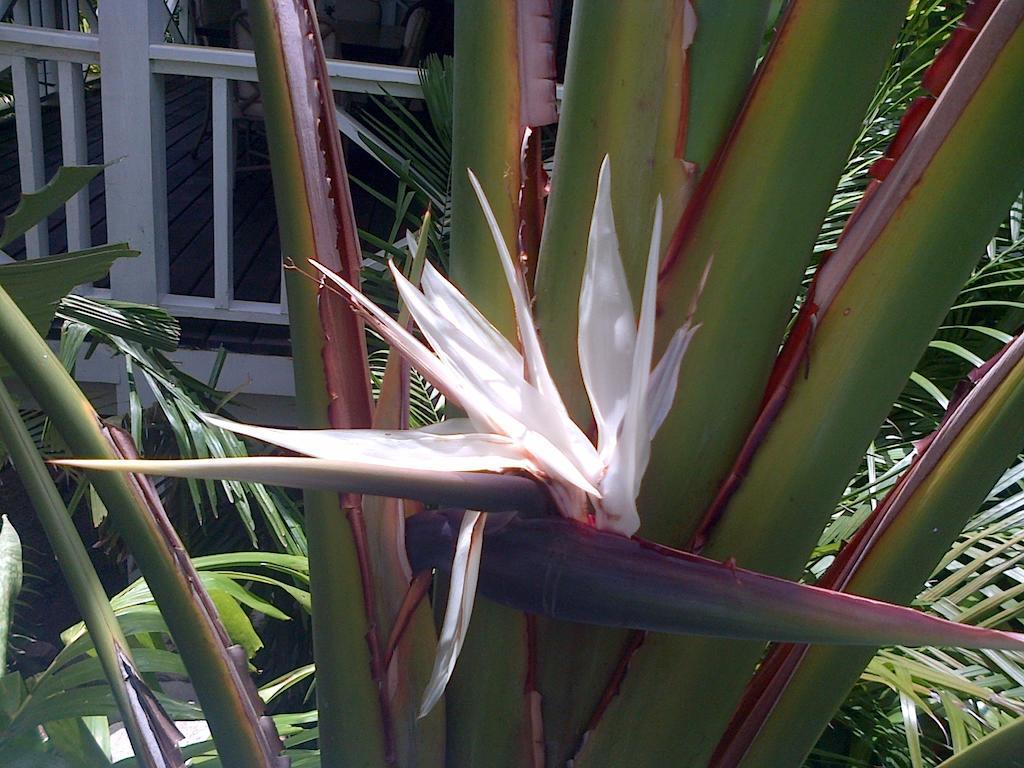 Le Jardin Creole Pensão 3*