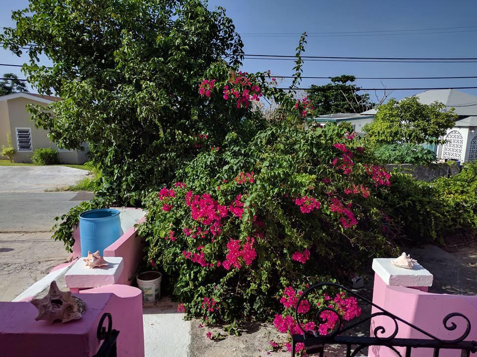 Da Pink And White Palace *