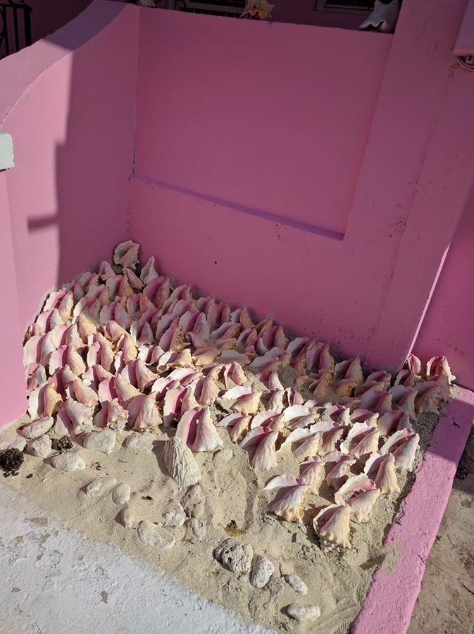 Da Pink And White Palace