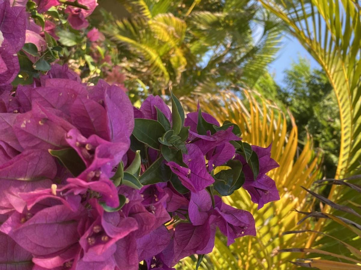 Sweet Curacao View 3* Jan Thiel